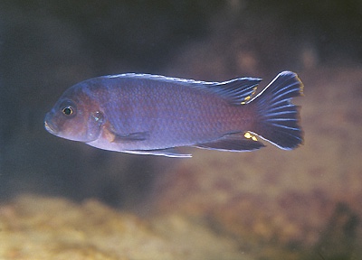 Chindongo sp. 'aggressive zebra likoma' Ndumbi Rocks